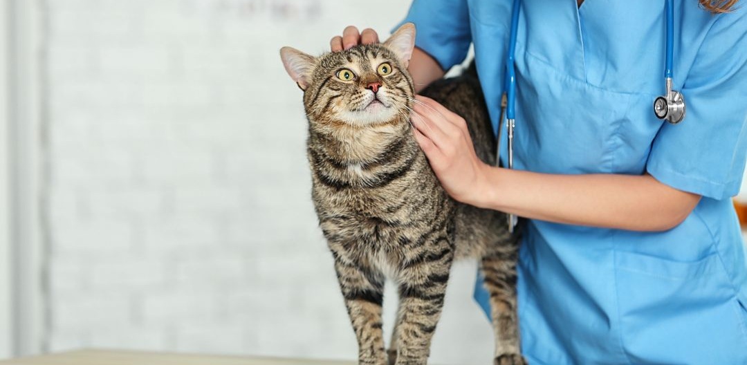 Cat Arthritis & Chiropractic Care | Natural Support for Mobility, Pain ...